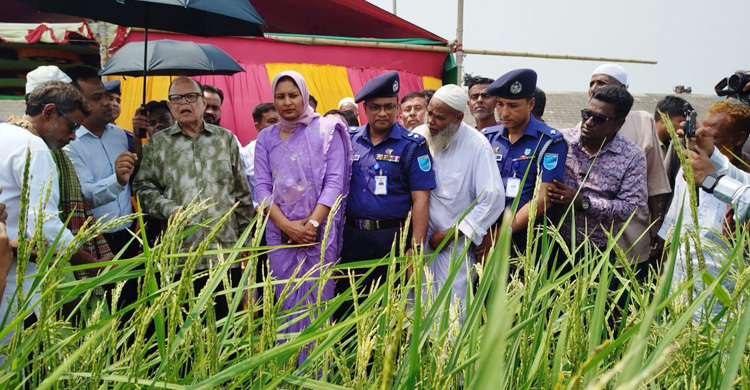 Sufficient grains in stock, no threat to food security: Ali Imam