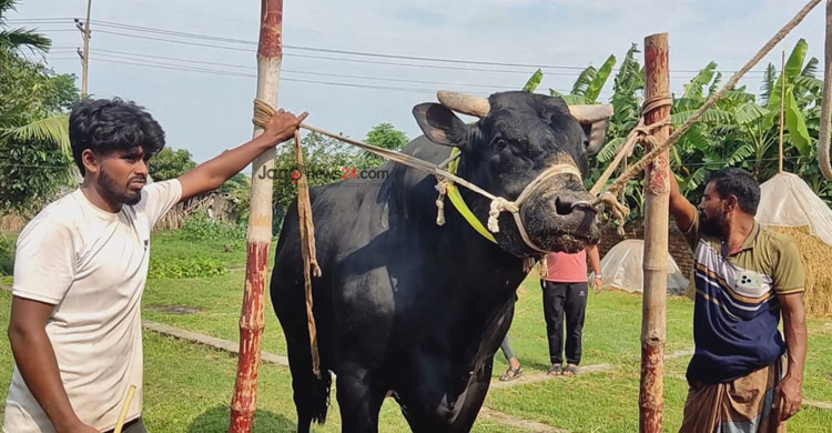 ‘বাদশা’র ওজন ৩৫ মণ, কিনতে লাগবে ১৫ লাখ টাকা