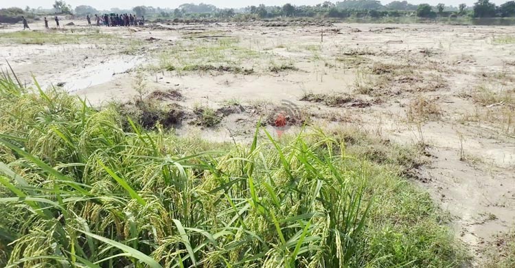 নদের বালু ইজারা নিয়ে কৃষিজমি ধ্বংস, নেপথ্যে বিএনপি নেতা!