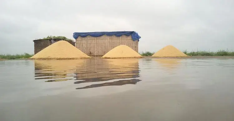 বৃষ্টিতে তলিয়ে গেছে হাওরের ৩ হাজার হেক্টর ধানের জমি