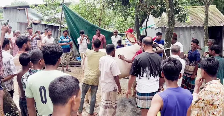 হাট কাঁপাতে প্রস্তুত কিশোরগঞ্জের ‘মহারাজা-রাজাবাবু’