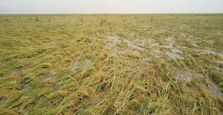 বৃষ্টিতে তলিয়ে গেছে হাওরের ৩ হাজার হেক্টর ধানের জমি