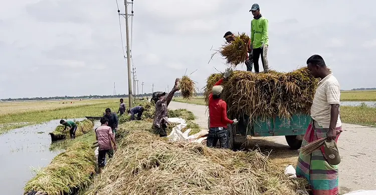 রোদের দেখা মিললেও হাওরের ধান ঘরে তোলা নিয়ে শঙ্কায় কৃষক