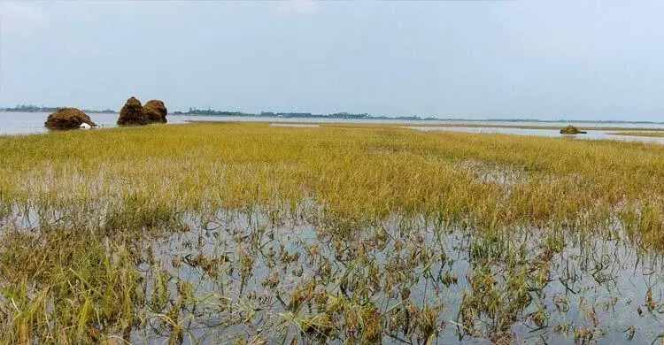 কিশোরগঞ্জে নতুন করে তলিয়েছে ২ হাজার হেক্টর জমির ধান