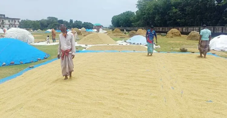 কিশোরগঞ্জে কমতে শুরু করেছে নদ-নদীর পানি, প্রাণ ফিরছে হাওরে