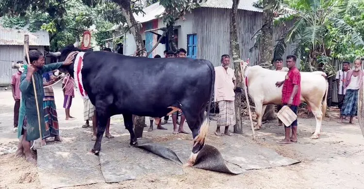 হাট কাঁপাতে প্রস্তুত কিশোরগঞ্জের ‘মহারাজা-রাজাবাবু’