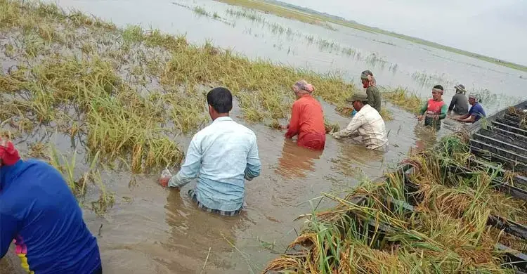 পানির নিচে অর্ধলক্ষ হেক্টর জমির ধান, উৎপাদন নিয়ে শঙ্কা