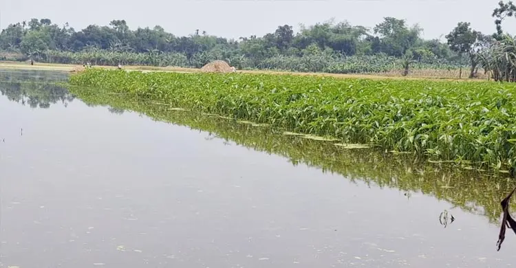 কালভার্ট বন্ধ করে বিএনপি নেতার বাড়ি নির্মাণ, হুমকিতে ৫০০ বিঘা জমি