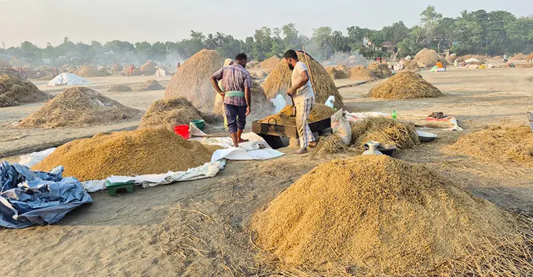 হাওরাঞ্চলে স্বস্তির রোদে ধান নিয়ে ব্যস্ত কৃষক