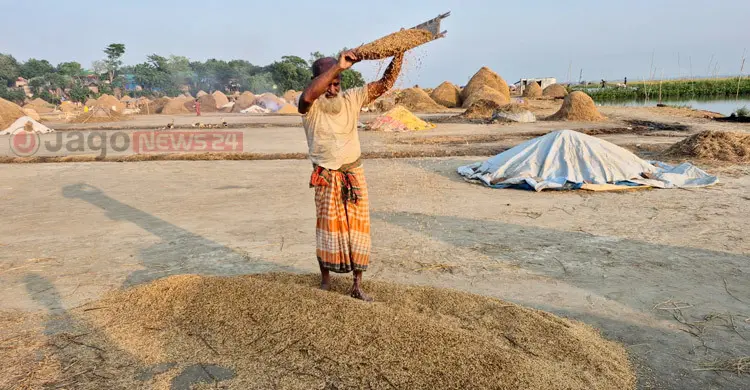 স্বস্তির রোদে প্রাণ ফিরেছে হাওরে, খলায় কৃষকদের ব্যস্ততা