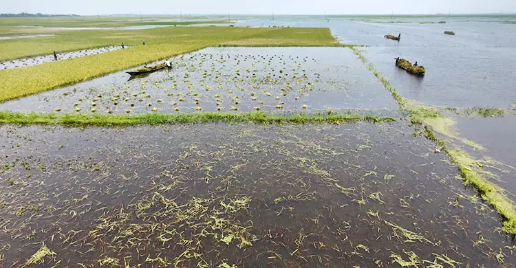 অতিবৃষ্টিতে হাওরে তলিয়ে যাচ্ছে পাকা ধান