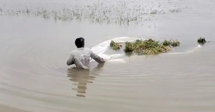 কিশোরগঞ্জে নতুন করে তলিয়েছে ২৫০০ হেক্টর জমির ধান