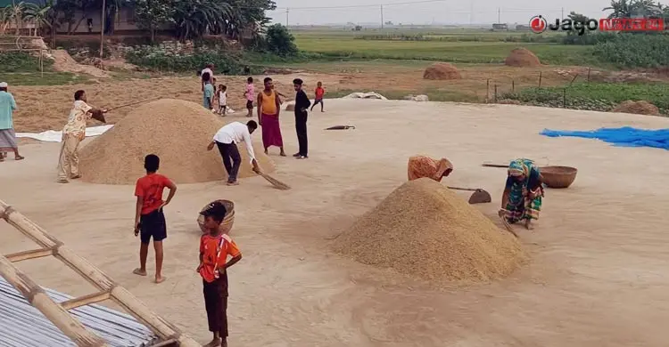 দুর্যোগ-দরপতনে দিশাহারা কৃষক