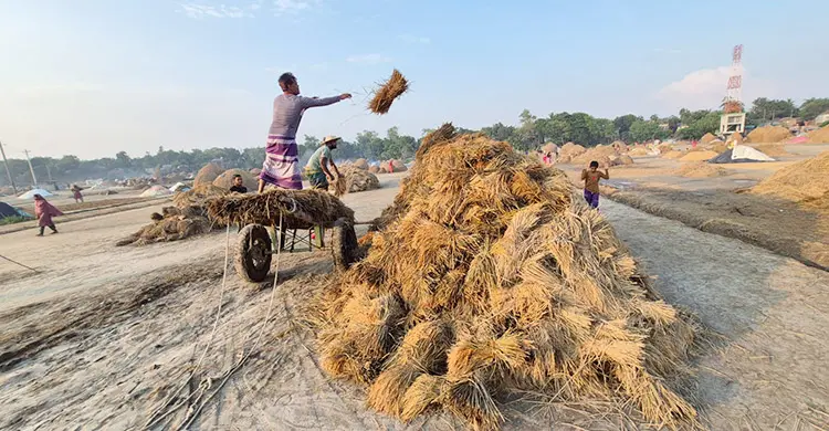হাওরাঞ্চলে স্বস্তির রোদে ধান নিয়ে ব্যস্ত কৃষক