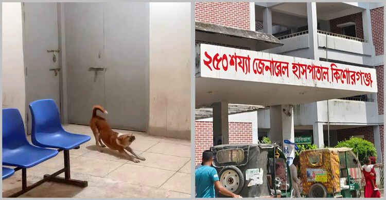 কিশোরগঞ্জ জেনারেল হাসপাতালের জরুরি বিভাগে কুকুরের রাজত্ব!