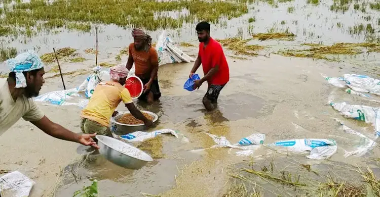 অতিবৃষ্টিতে হাওরে তলিয়ে যাচ্ছে পাকা ধান