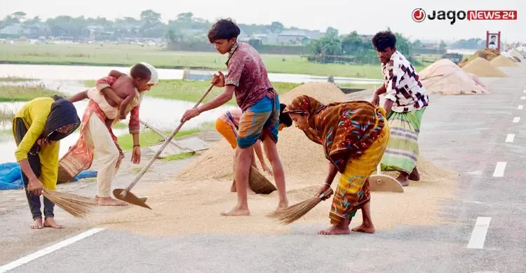 দুর্যোগ-দরপতনে দিশাহারা কৃষক