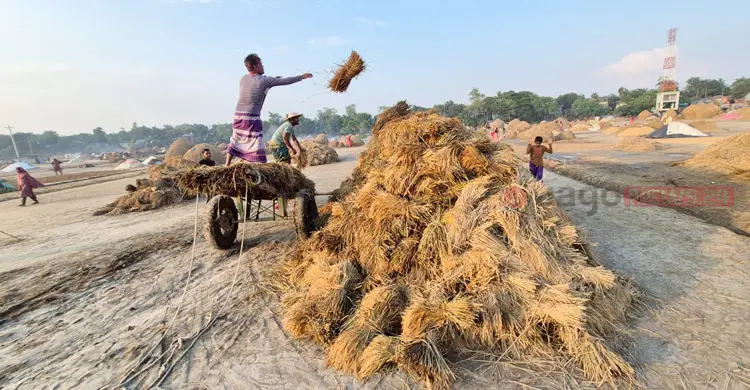 স্বস্তির রোদে প্রাণ ফিরেছে হাওরে, খলায় কৃষকদের ব্যস্ততা