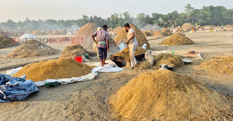 স্বস্তির রোদে প্রাণ ফিরেছে হাওরে, খলায় কৃষকদের ব্যস্ততা