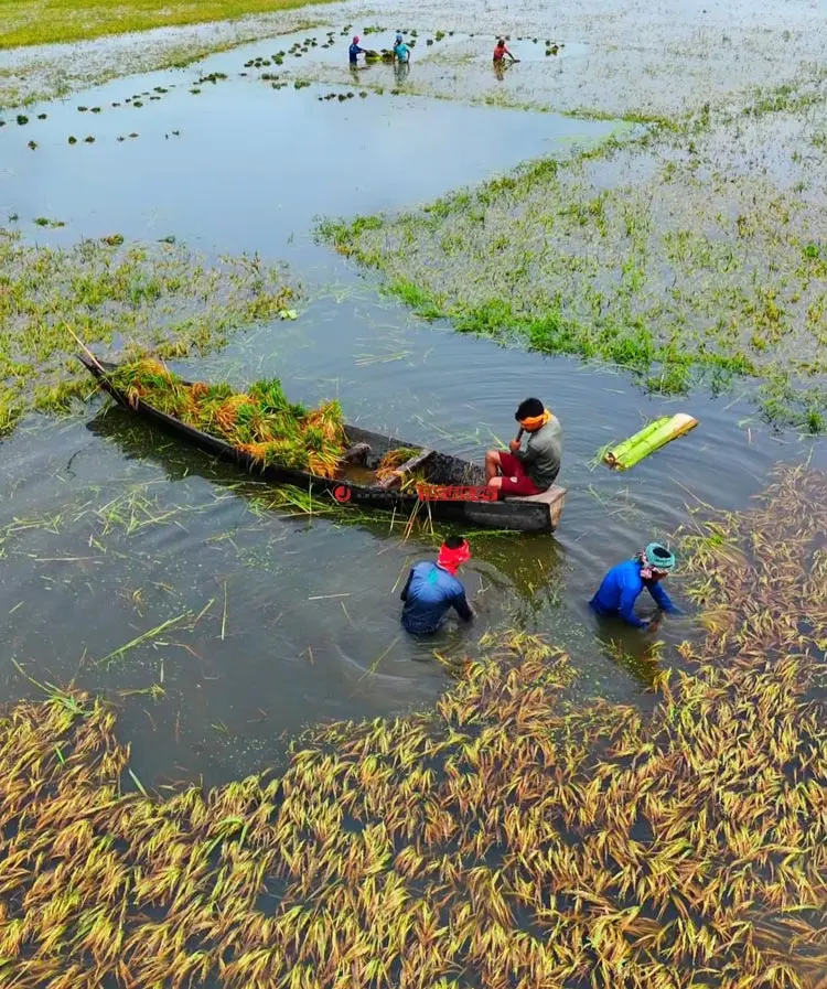 দুর্যোগ-দরপতনে দিশাহারা কৃষক