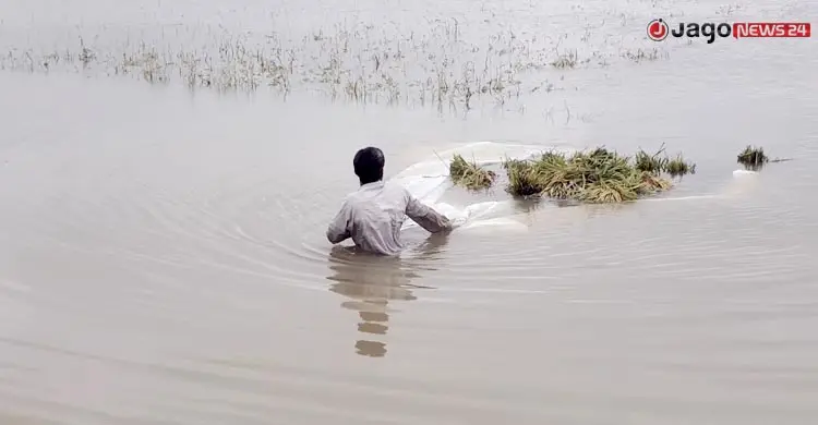 দুর্যোগ-দরপতনে দিশাহারা কৃষক