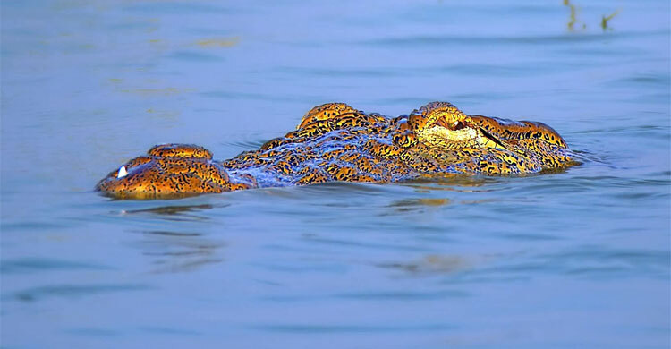 পদ্মায় দেখা মিললো কুমিরের, জানে না বন বিভাগ