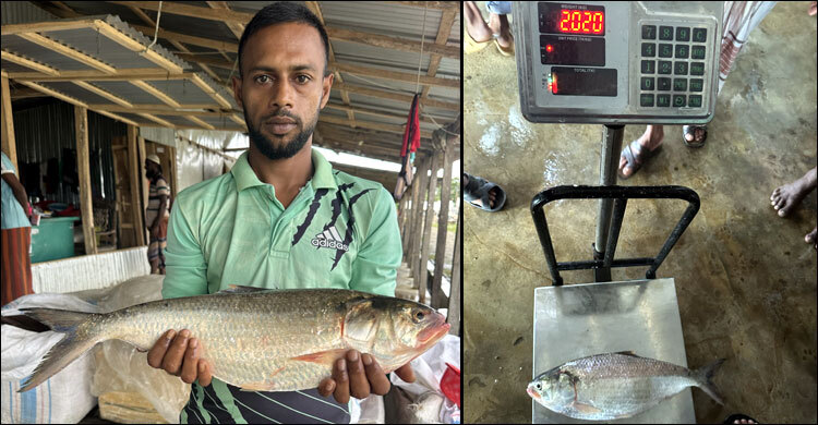জালে উঠে এলো ২ কেজির ইলিশ, দাম সাড়ে ৭ হাজার