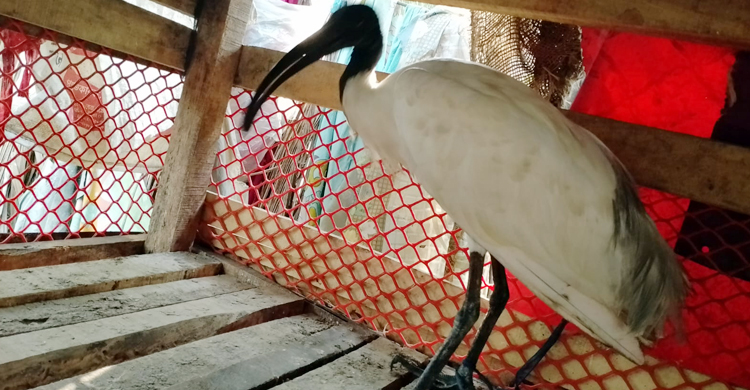 কলাপাড়ায় আহত &lsquo;কালোমাথা কাস্তেচরা&rsquo; উদ্ধার