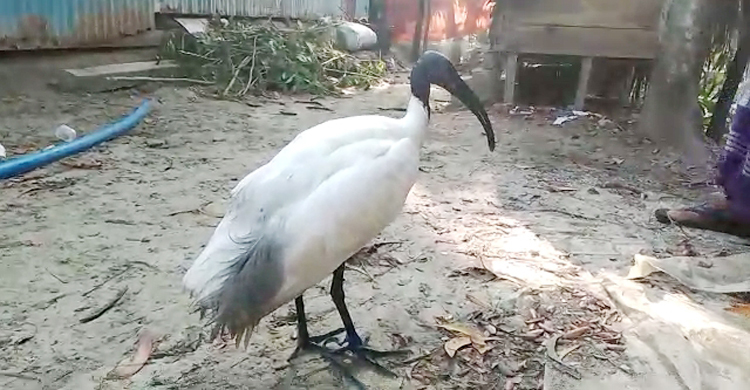 কলাপাড়ায় আহত ‘কালোমাথা কাস্তেচরা’ উদ্ধার