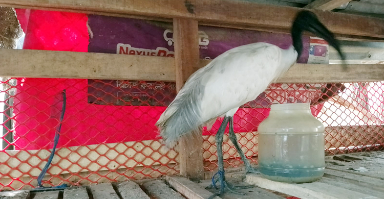 কলাপাড়ায় আহত &lsquo;কালোমাথা কাস্তেচরা&rsquo; উদ্ধার