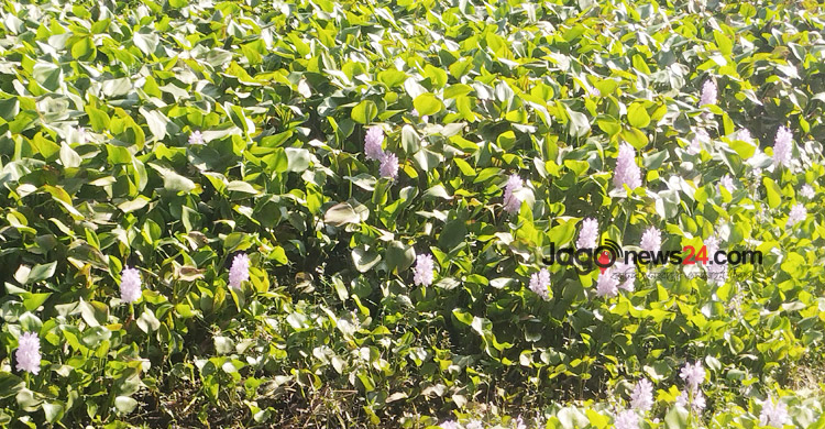 মুক্ত জলাশয়ে কচুরিপানায় প্রকৃতির হাসি