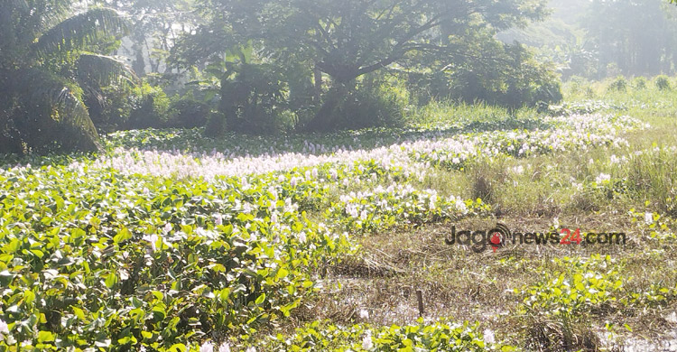 মুক্ত জলাশয়ে কচুরিপানায় প্রকৃতির হাসি