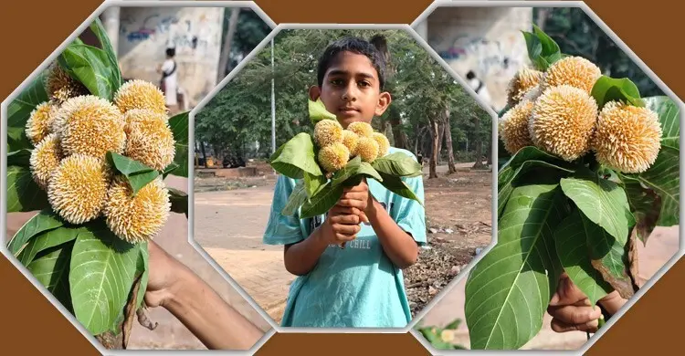 বৈশাখে কদম ফুল!