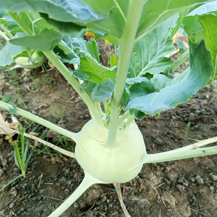 কম দামে এমন সবজি যা শরীরের তিনটি বড় সমস্যার সমাধান