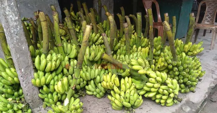 রংপুর অঞ্চলে কলা চাষে নীরব বিপ্লব