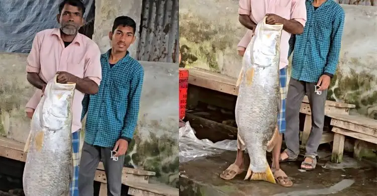 মোহনায় ভেসে এলো ২২ কেজির কোরাল, ১৯ হাজারে বিক্রি