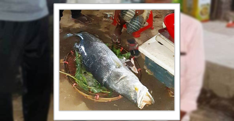 এক মাছ বেচেই ২৫ হাজার টাকা পেলেন কাদের