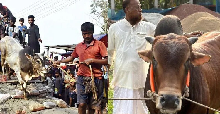 কোরবানির পশু হাটে নেওয়ার আগে ও পরে যা করবেন