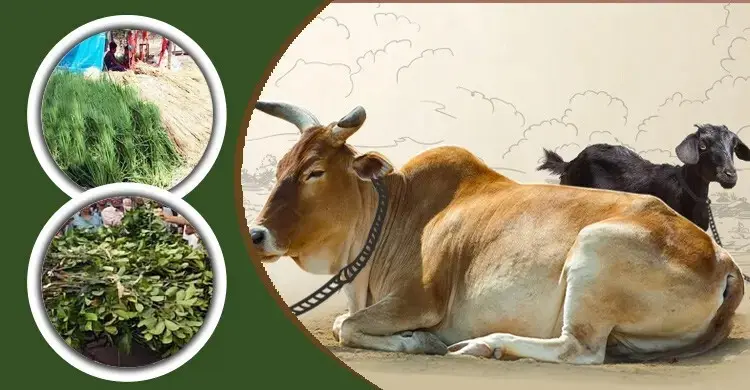 কোরবানির পশুকে কেমন খাবার দেওয়া উচিত