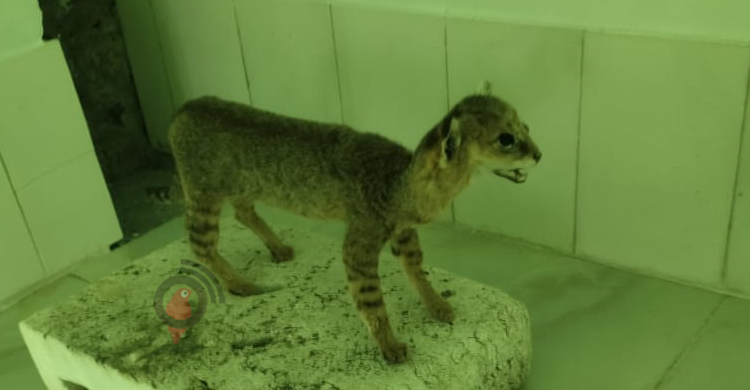 সুন্দরবনের জীববৈচিত্র্যের তথ্য মিলবে করমজলে