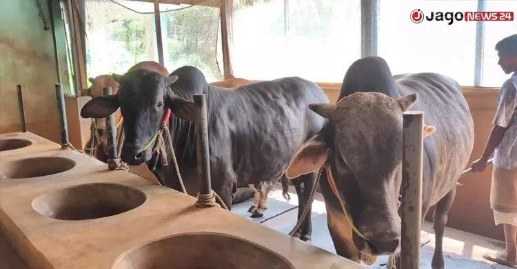 খামারিদের লাভের স্বপ্নে ‘কাঁটা’ ভারতীয় গরু