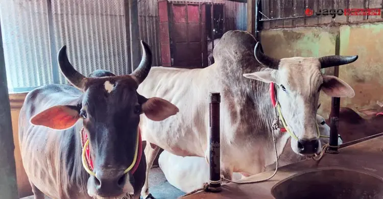 খামারিদের লাভের স্বপ্নে ‘কাঁটা’ ভারতীয় গরু