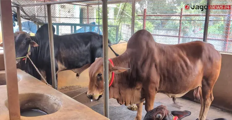 খামারিদের লাভের স্বপ্নে ‘কাঁটা’ ভারতীয় গরু
