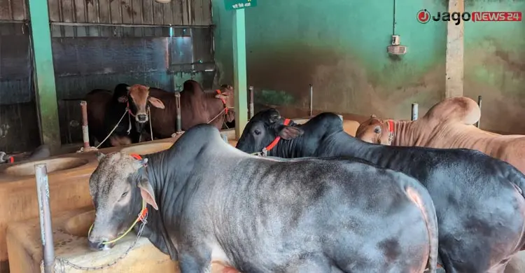 খামারিদের লাভের স্বপ্নে ‘কাঁটা’ ভারতীয় গরু
