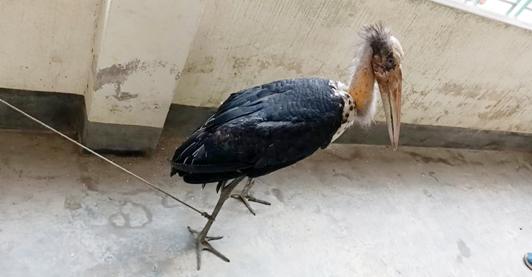 কুড়িগ্রামে বিপন্ন প্রজাতির মদনটাক উদ্ধার