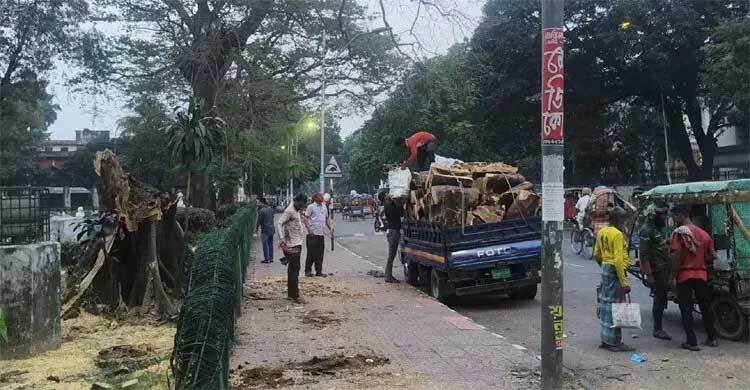 Iconic Krishnachura disappears from DU campus during Eid holidays