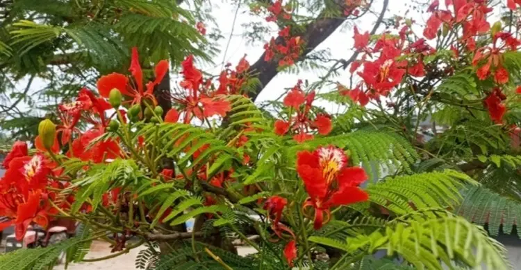 নড়াইলে ফুটেছে আগুনরাঙা ফুল কৃষ্ণচূড়া