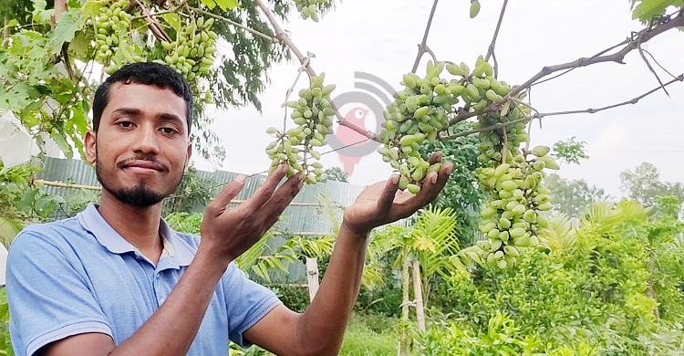 ইউক্রেনের আঙুর চাষে সফল হওয়ার স্বপ্ন ফারুকের