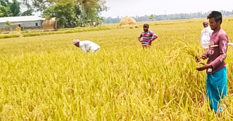 কর্মসৃজন প্রকল্পের লোক দিয়ে নিজের ধান কাটলেন মেম্বারের ভাগিনা
