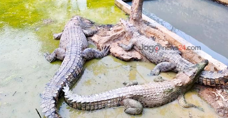 ঘুরে দাঁড়িয়েছে কুমিরের খামার, বছরে ১৫ কোটি আয়ের আশা